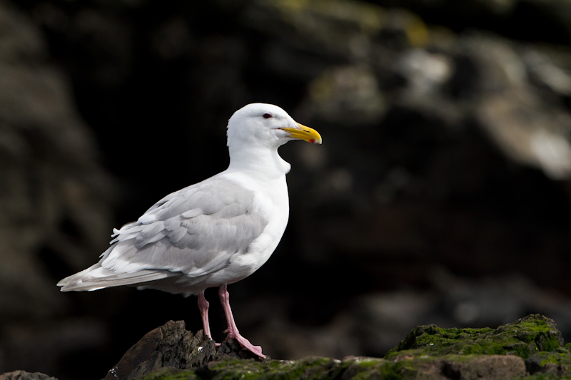 Gull On Rock